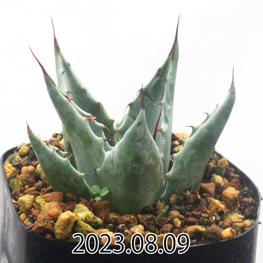 US実生株 Agave montana アガベ モンタナ - 観葉植物