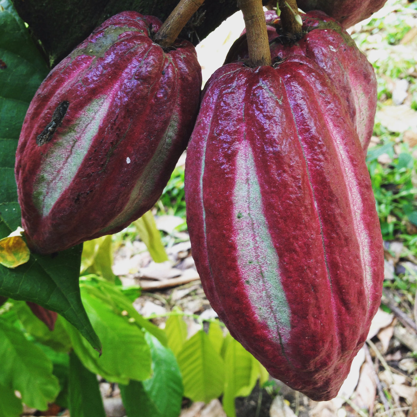 Single Origin Ceremonial Cacao & Craft Chocolate Made w/ Coconut Sugar