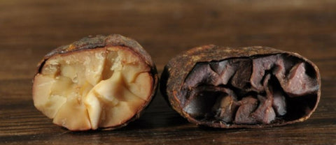 white ceremonial cacao bean image - contrast with dark chocolate cacao bean