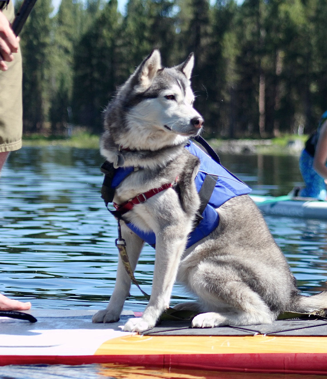 CWS Weighted Dog Vest + Flotation Vest - FREE Weight Bags - Small 10 Pounds