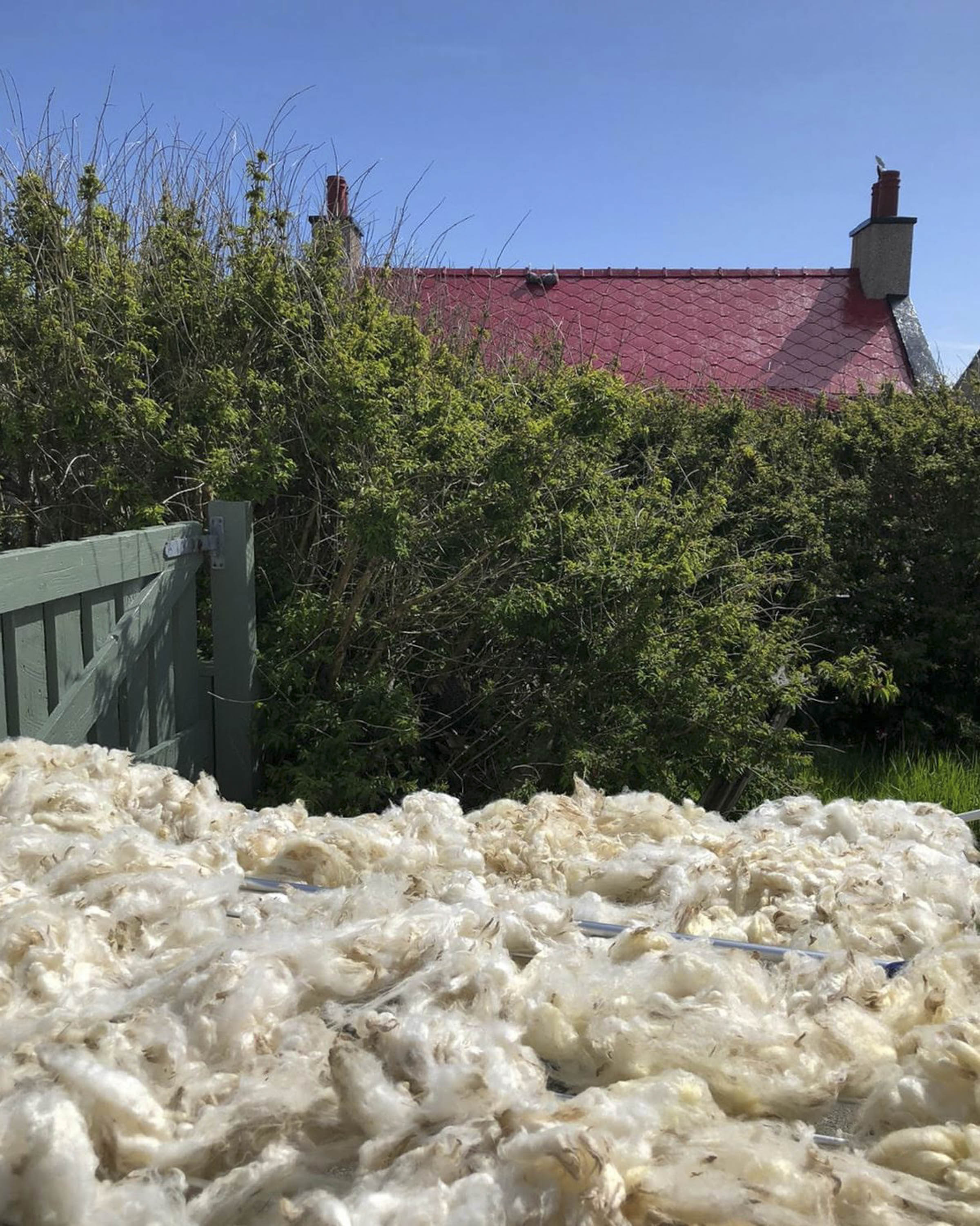 A table of fleece washed for spinning dries in the sunshine, in a garden in Hoswick, Shetland. Over the hedge a red rood can be seen