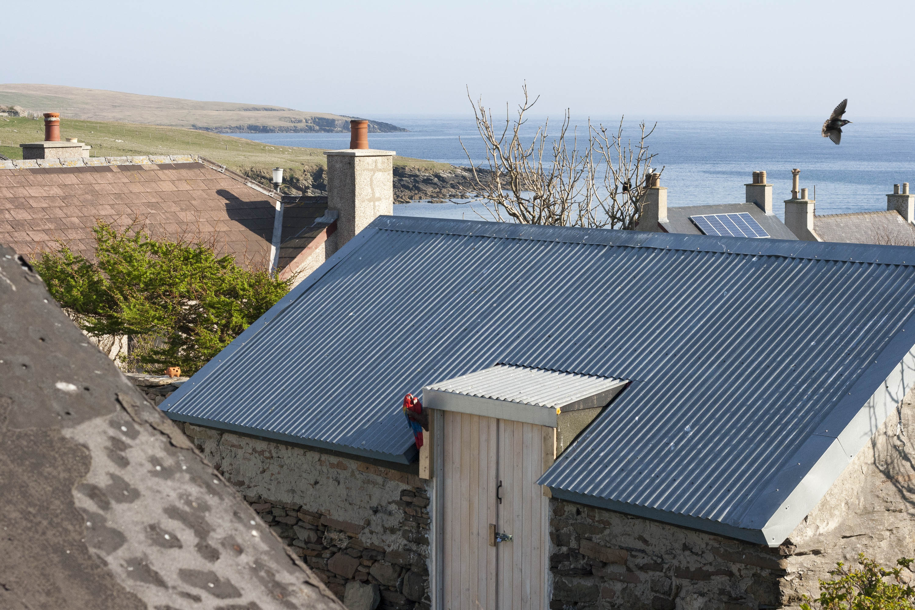 Stone built shed in Hoswick, Shetland. The sea is visible behind. Tarred and corrugated tin roofs.