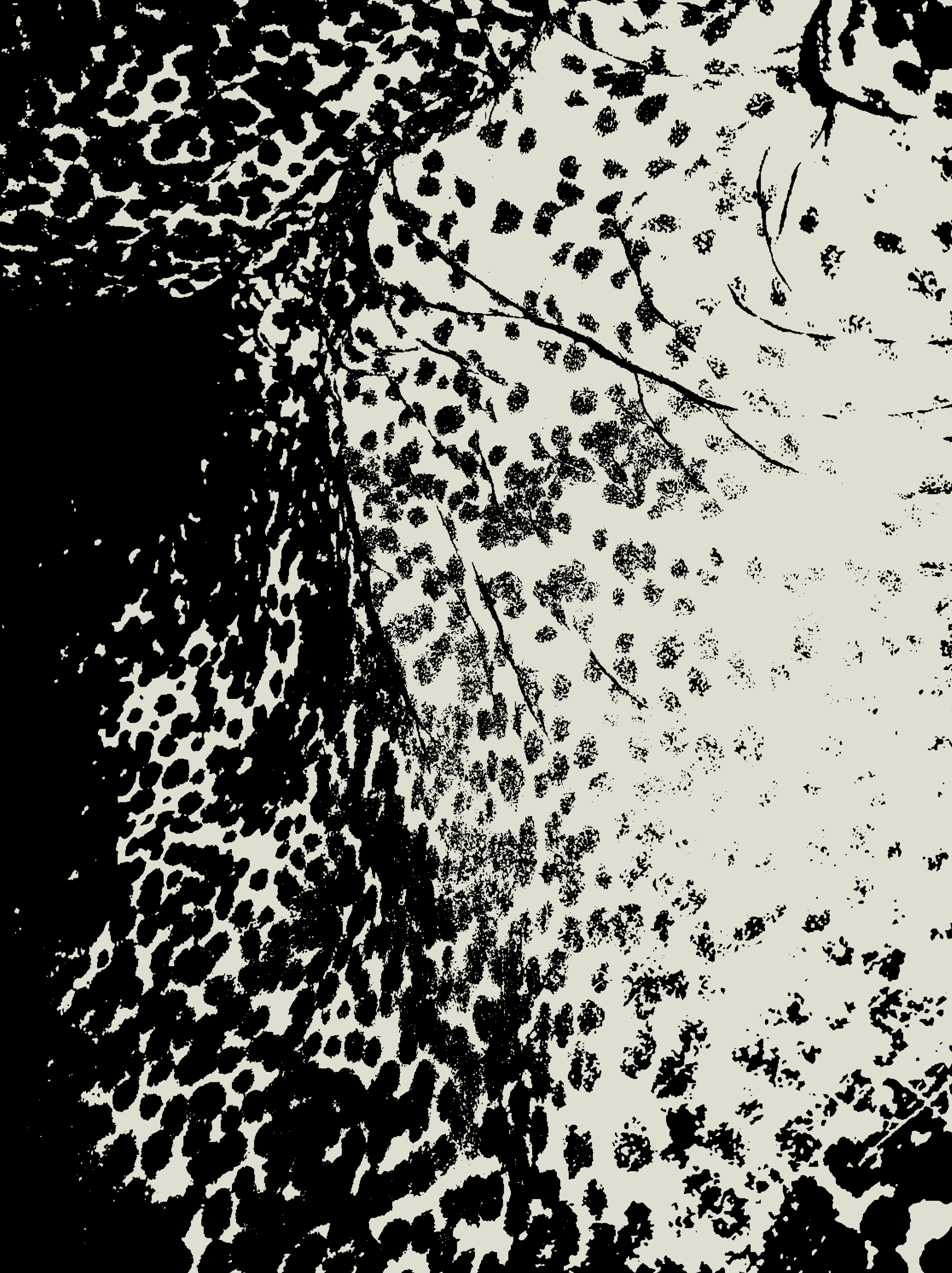 Graphic derived from the markings on an Indian elephant's ear. Speckles and dots in dark on light, the light areas being where pigmentation has been lost.