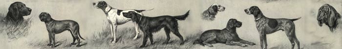 Drawing of various dog breeds