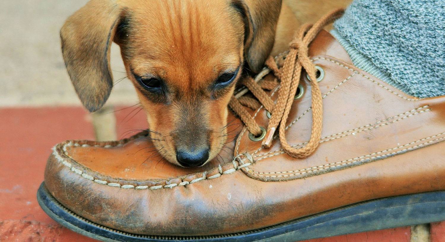 Photo of a dog chewing a leather shoe