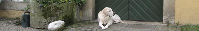 Photo of a yellow lab dog