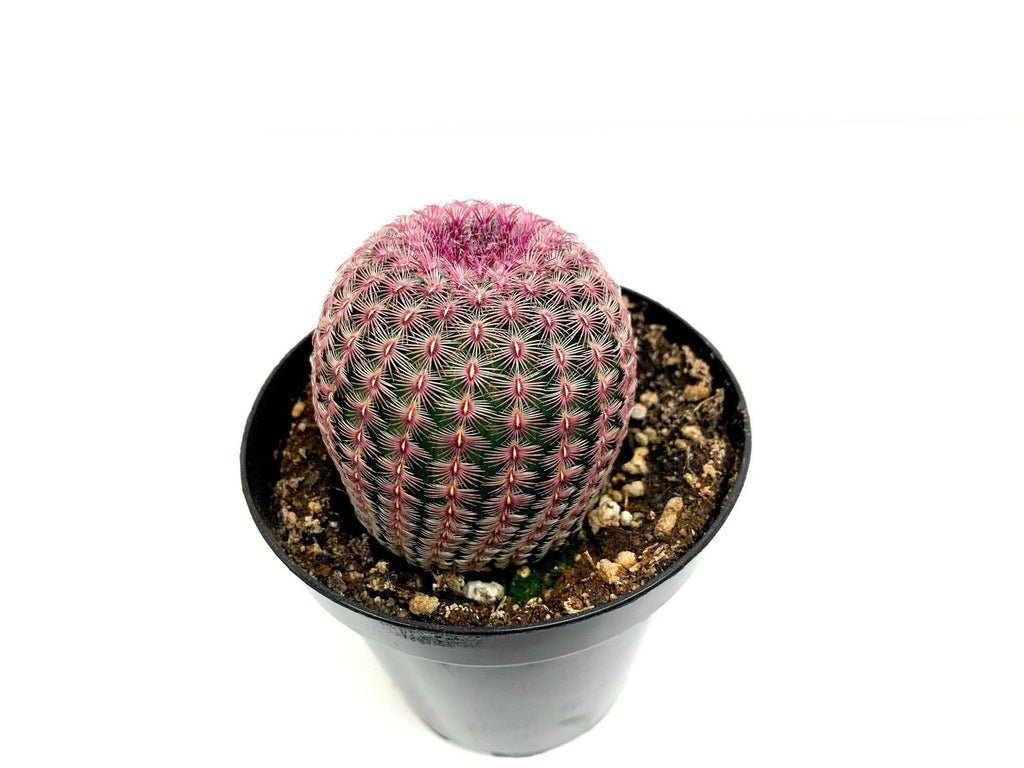 Rare Rainbow Hedgehog Cactus in 4" POT / Echinocereus rigidissimus / A