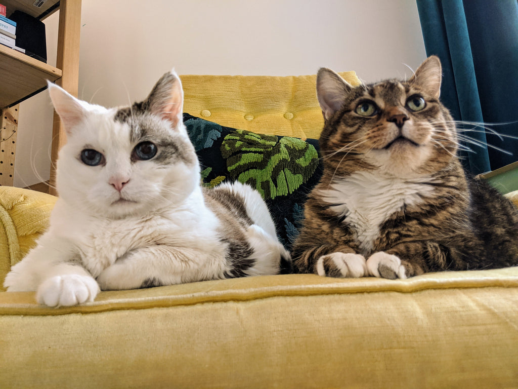 Two cats sit on a yellow chair and look up, over the camera