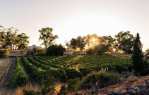 yalumba-winery-sense-of-taste-sustainability