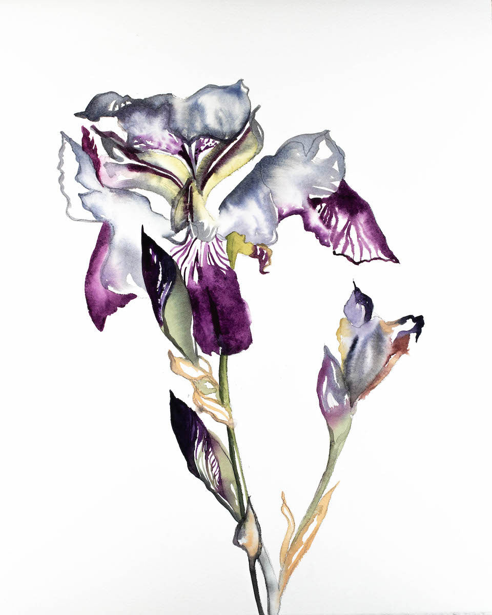 Iris No. 79