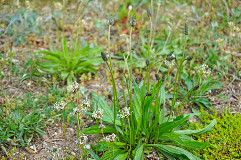 Ribwort Plantain (Plantago lanceolata) 