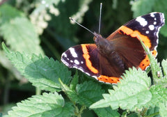 Stinging nettle (Urtica dioica) with Red Admiral Butterfly. 