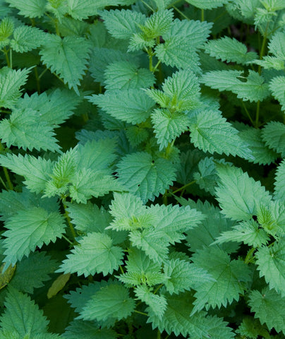 Stinging Nettle (Urtica dioica) patch