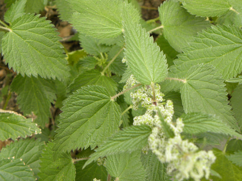 Stinging nettle (Urtica dioica) with seeds