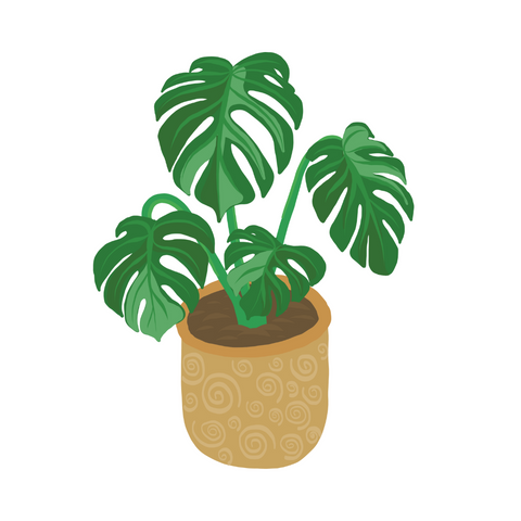 Monstera