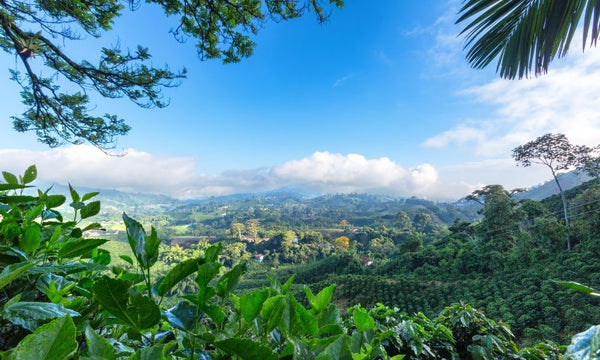 Coffee growing on the mountainside