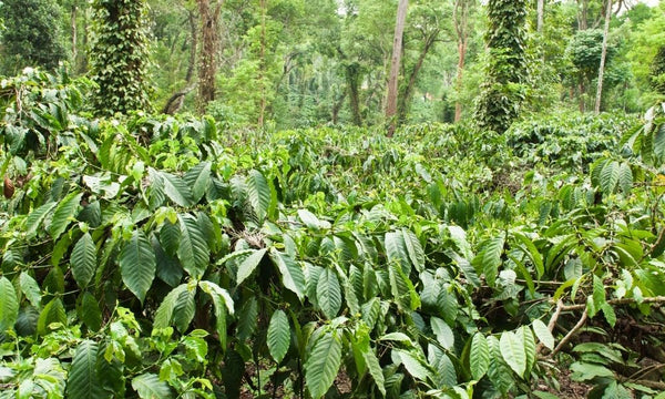 Coffee plants 