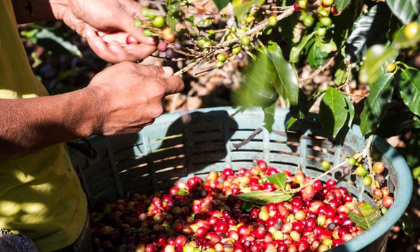 Hand picking red ripe coffee cherries