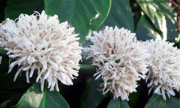 Coffee blossom on green coffee plant