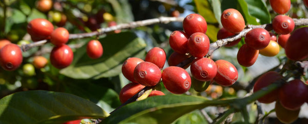 ethiopian coffee beans