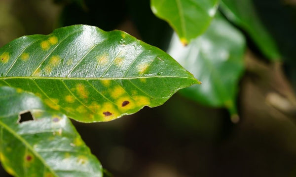 Coffee leaf rust