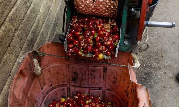 Red coffee cherries being depulped in a depulping machine