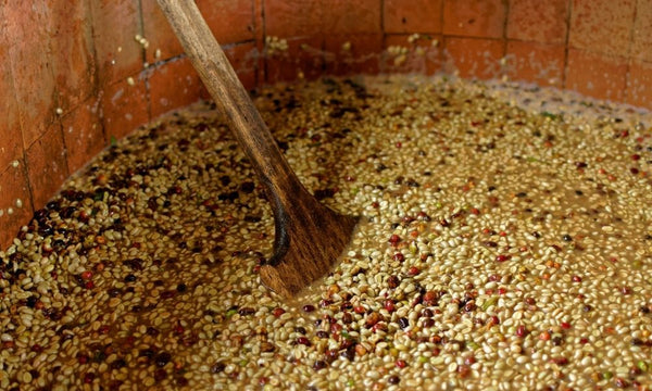 Green coffee beans in a fermentation tank