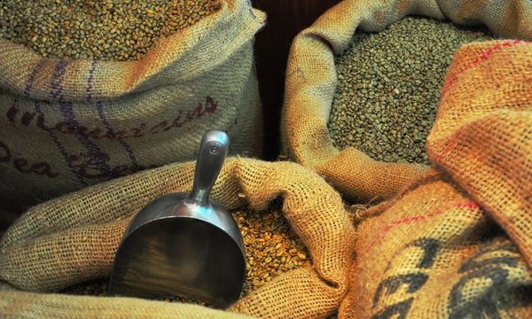 Green coffee beans in jute bags