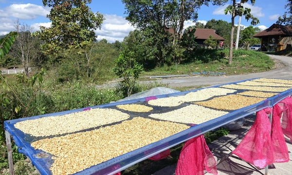 Green coffee beans drying on raised beds in the sun