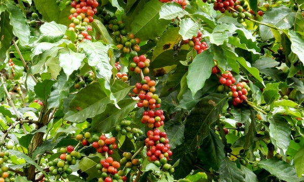 Large red coffee cherry, coffee growing on coffee plant 