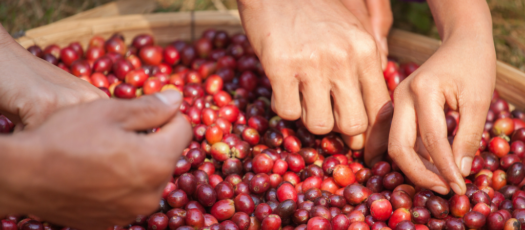 picking coffee cherries to find the perfect flavor profile