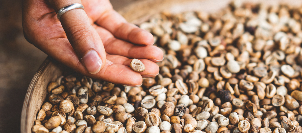 choosing the perfect green coffee bean is essential for developing flavor in the final product