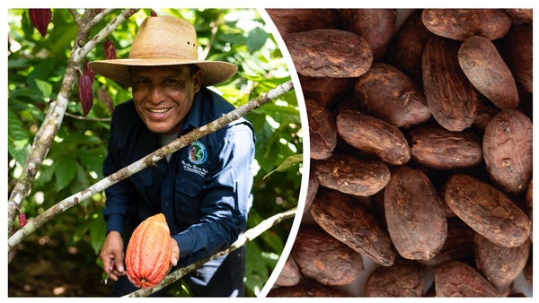 ceremonial cacao indigenous mayan farmers