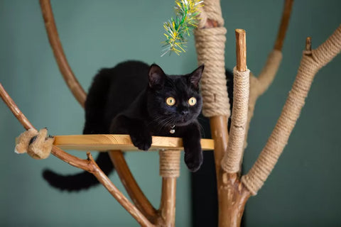 Cat in cat tree