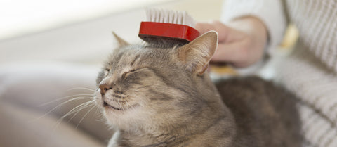cat getting brushed
