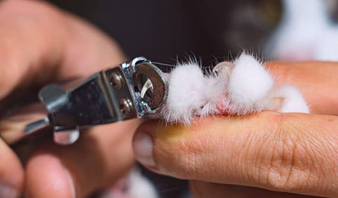 cat getting nail clipped