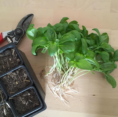 basilic plants pour repiquer au jardin potager