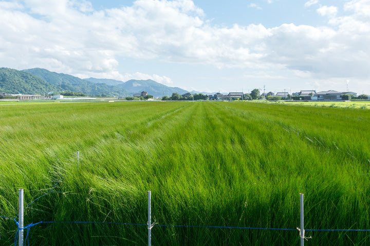 熊本県八代地方のい草田