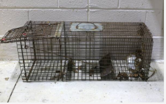mouse trap cage