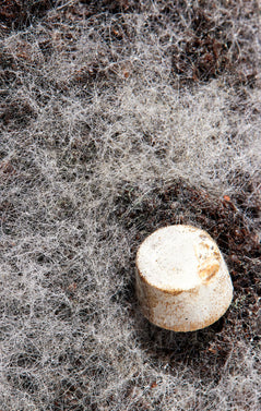 Mycelium_Tab.jpg__PID:60faede5-d6ae-49b3-8e43-53501680b76d