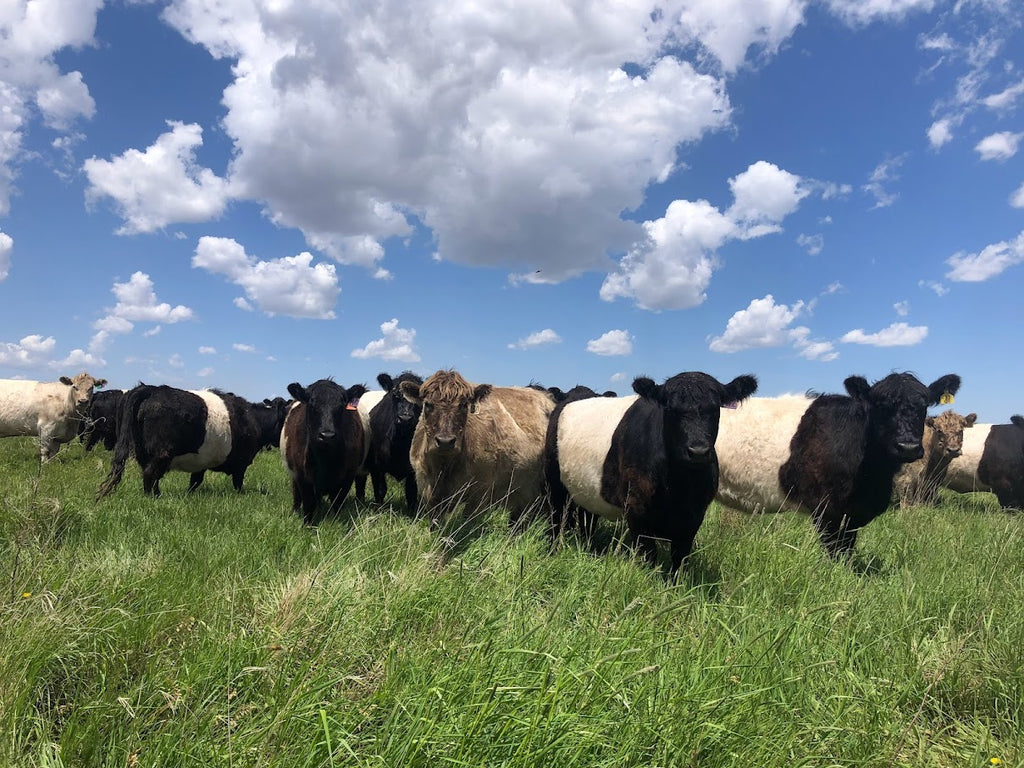 Svec Farm grasssfed beef in South Dakota