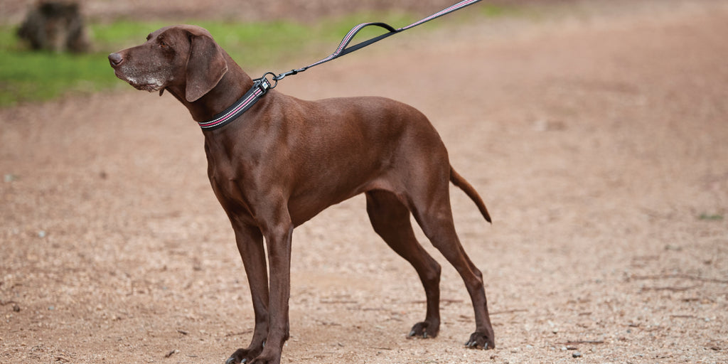 Dog with reflective collar and lead