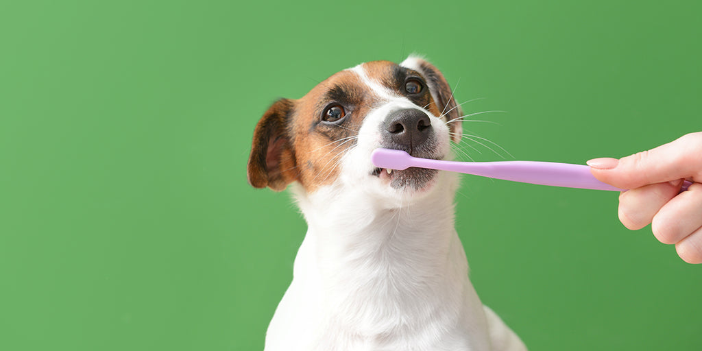 Dog having teeth cleaned