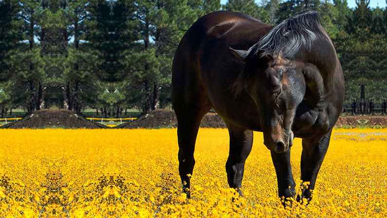 Horse in field of yellow flowers