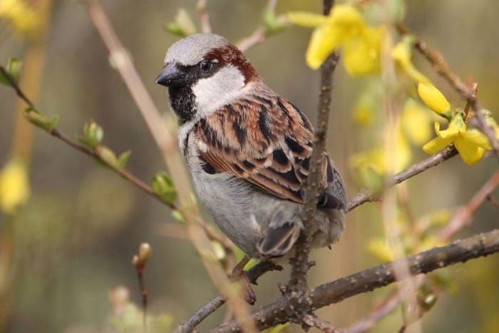 What to feed sparrows