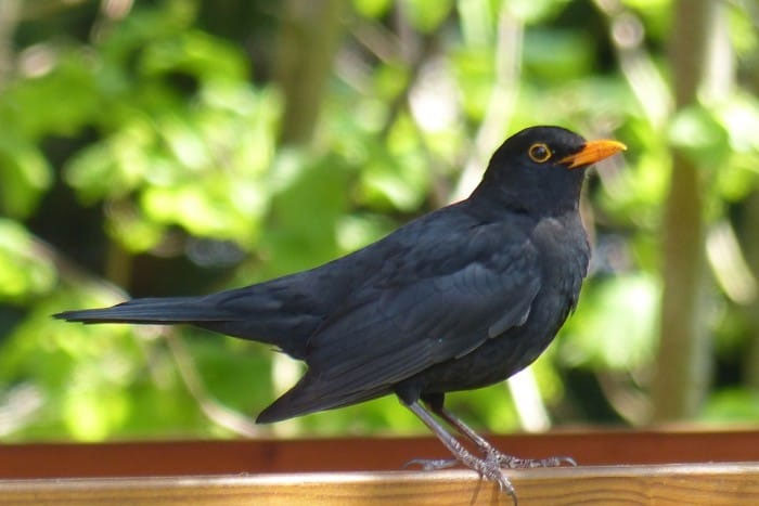 What to feed Blackbirds