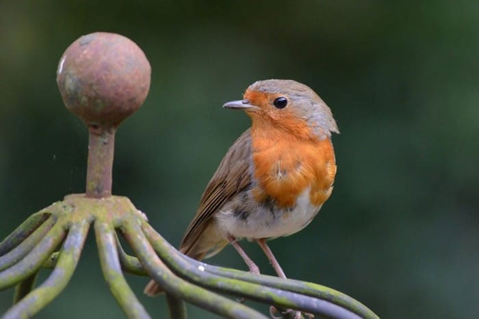 What to feed Robins in the garden