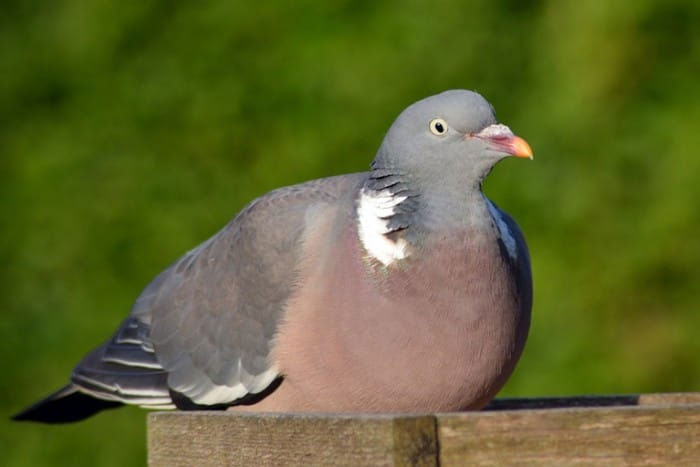 What to feed Wood Pigeons