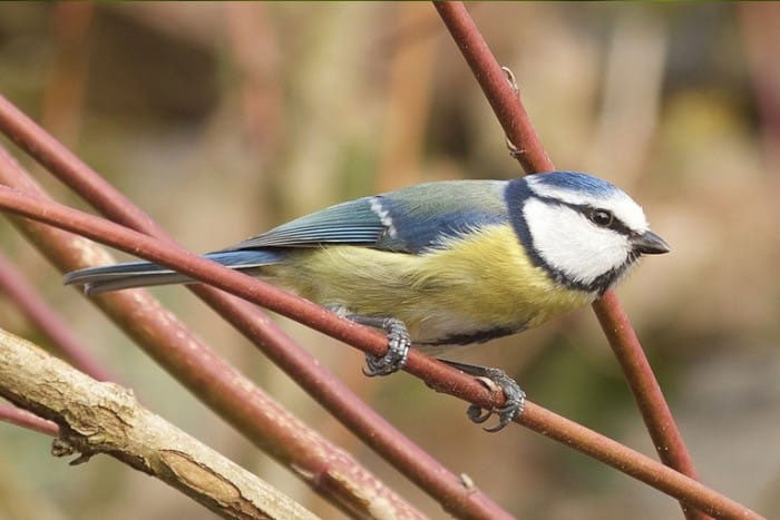What to feed Blue Tits in the garden