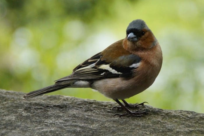 What to feed to attach chaffinches